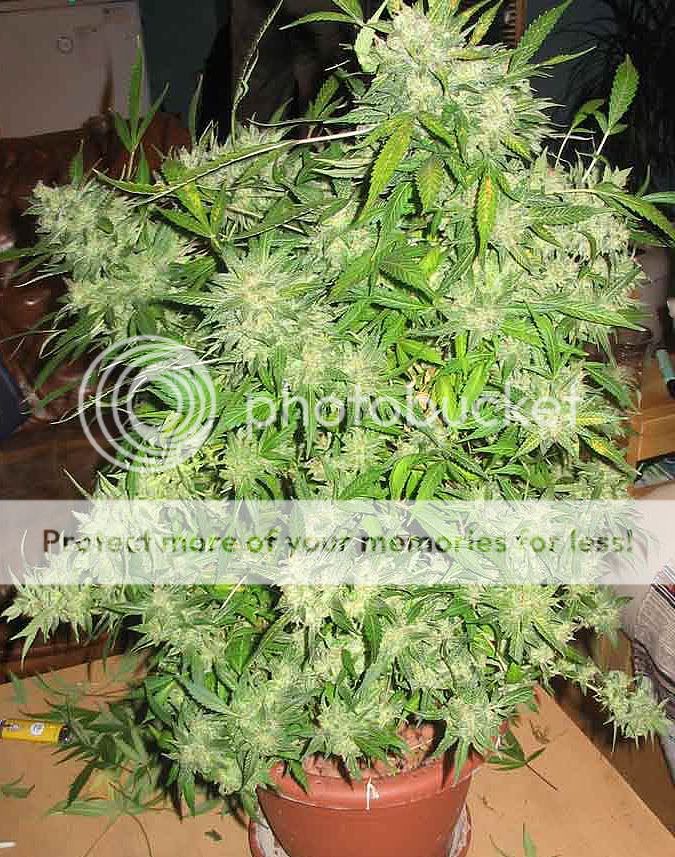 Cannabis_Plant_4.jpg